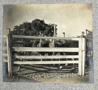 Original Vernacular Photo Album of a Trip from Mankato, Minnesota, to British Columbia