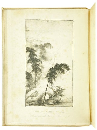 The Bamboo Garden