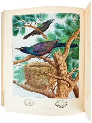 Nests and Eggs of Birds of the United States