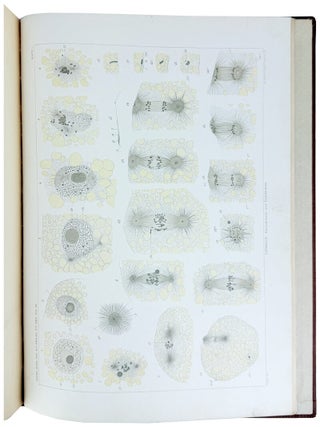 Item #33974 Karyokinesis and Cytokinesis in the Maturation, Fertilization and Cleavage of...