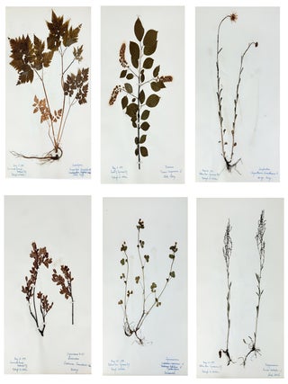 Item #46713 Herbarium Archive from Central New York, 1894-1899. Raleigh W. Holden